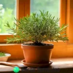 Planta de romero en maceta con hojas verdes brillantes sobre una mesa de madera