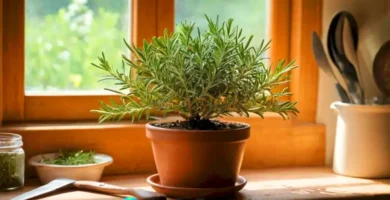 Planta de romero en maceta con hojas verdes brillantes sobre una mesa de madera