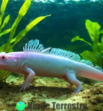 Axolote colorido rodeado de plantas acuáticas en un hábitat submarino iluminado por luz suave