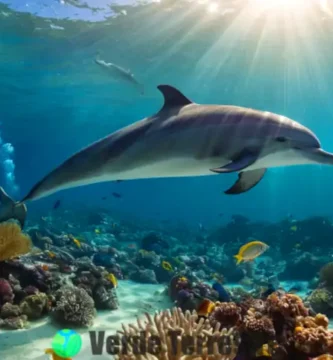 Delfín juguetón interactuando con peces en un colorido arrecife de coral bajo la luz del sol