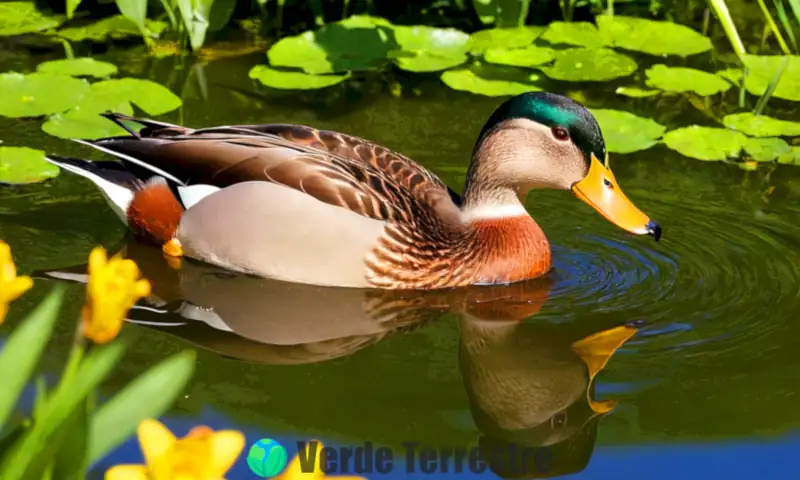 Pato curioso en un estanque sereno, con un pico peculiar, rodeado de vegetación y flores coloridas