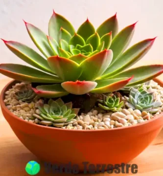 Suerte de Echeveria agavoides rodeada de otras suculentas en un entorno acogedor con luz suave y elementos naturales