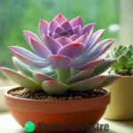 Sucedáneo de Echeveria lilacina con hojas lilas y bordes rosas