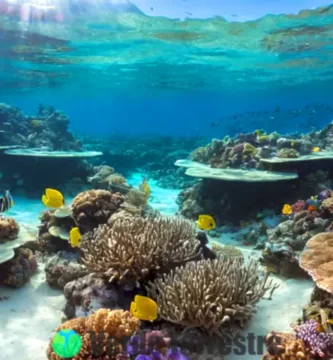 Vista vibrante de un arrecife de coral lleno de vida marina