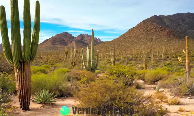 Portada vibrante que muestra los diversos ecosistemas de Baja California, con desiertos, costas, montañas y bosques llenos de flora y fauna