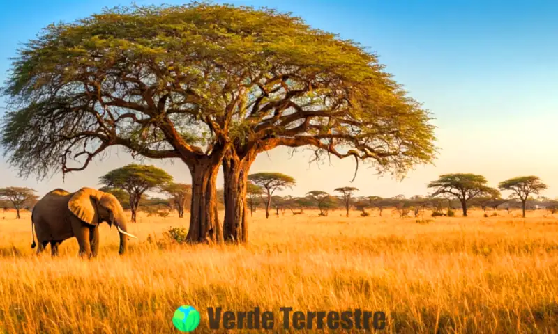 Paisaje de sabana con acacias, hierbas altas, flores coloridas y fauna icónica como elefantes y jirafas bajo un cielo azul