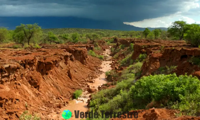 Paisaje dividido que muestra un lado con vegetación saludable y el otro con tierra erosionada