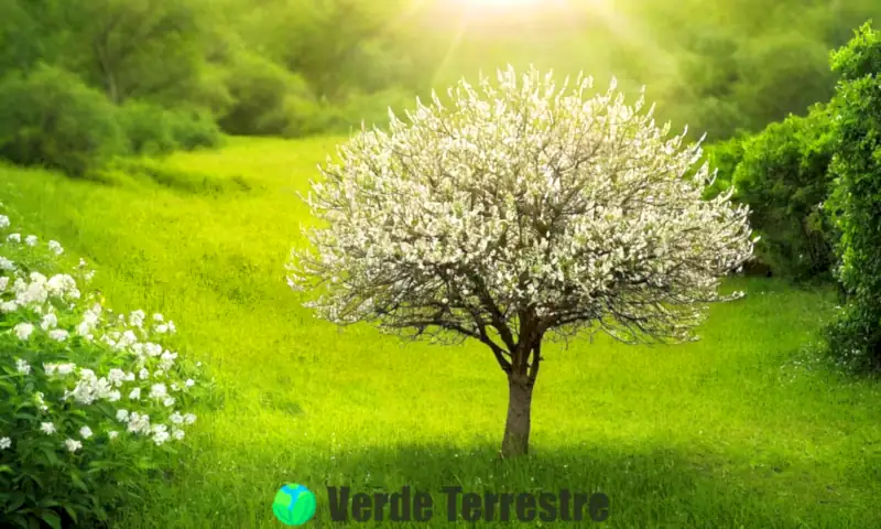 Ilustración realista de un árbol Espinillo Blanco con hojas y flores, en un paisaje sereno con elementos de medicina herbal