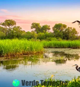 Estuario sereno con plantas verdes