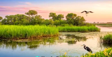 Estuario sereno con plantas verdes