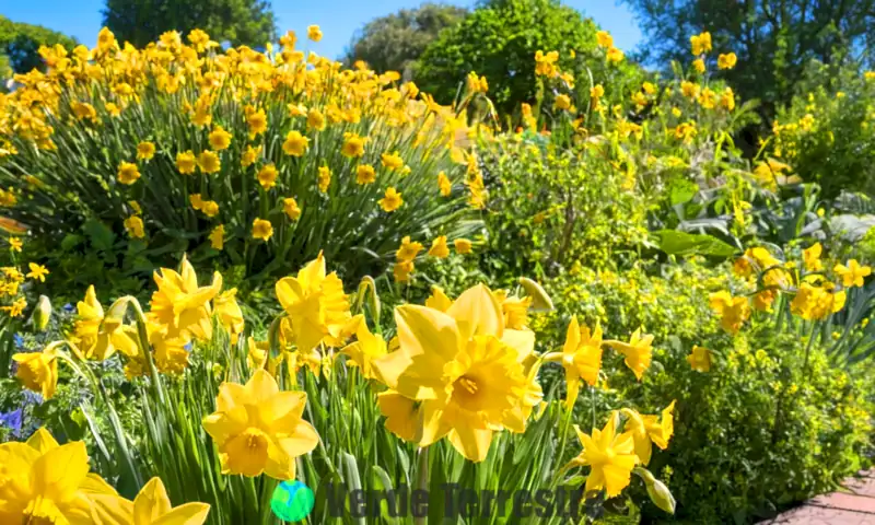Muestra vibrante de 20 variedades de flores amarillas en un jardín soleado, con un cielo azul de fondo