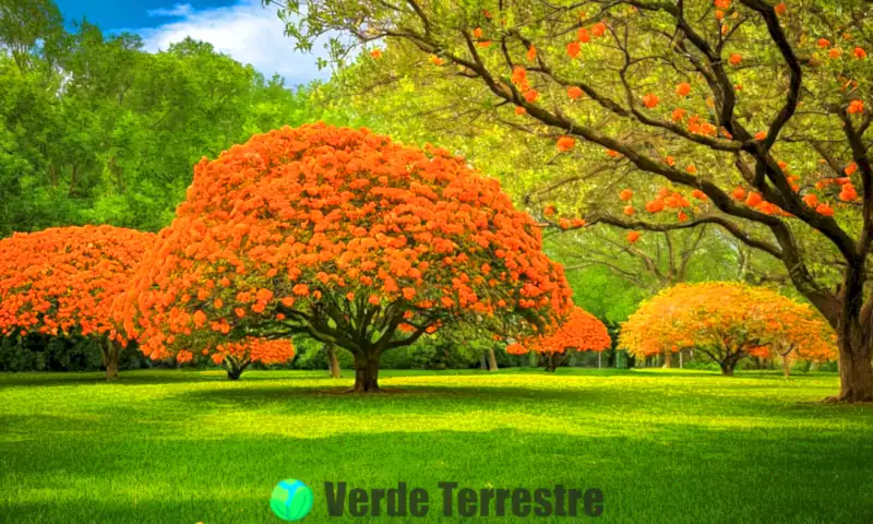 Ilustración de nueve hermosas flores naranjas y árboles en un fondo verde, con luz suave filtrándose entre las hojas