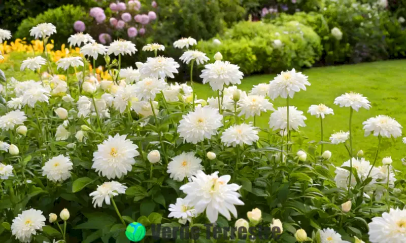 Jardín hermoso con 20 tipos de flores blancas en pleno florecimiento, cada una etiquetada, en un paisaje verde difuminado