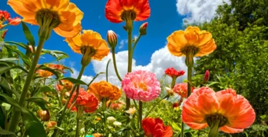 Ilustración realista de flores hermafroditas en un jardín exuberante con cielo azul y nubes suaves
