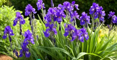 Diez flores moradas en un jardín