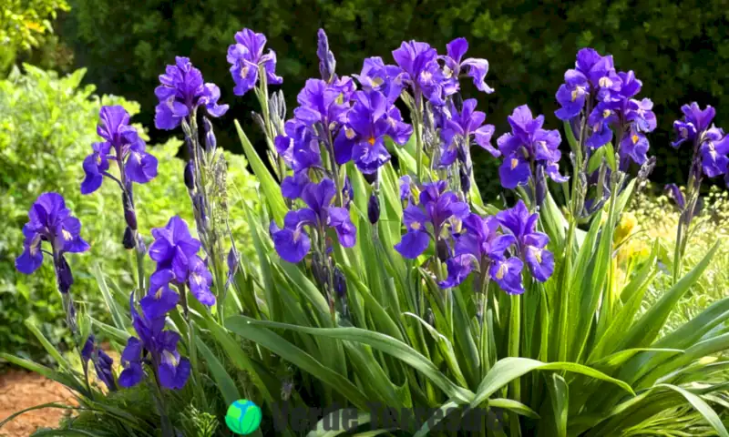 Diez flores moradas en un jardín