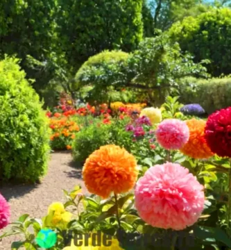 Jardín vibrante con flores pompones de diversos colores en plena floración