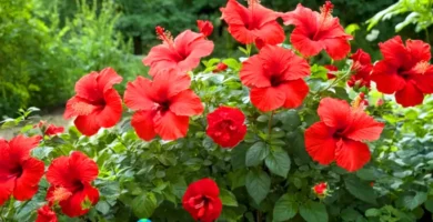 Diecisiete plantas con flores rojas en un jardín exuberante