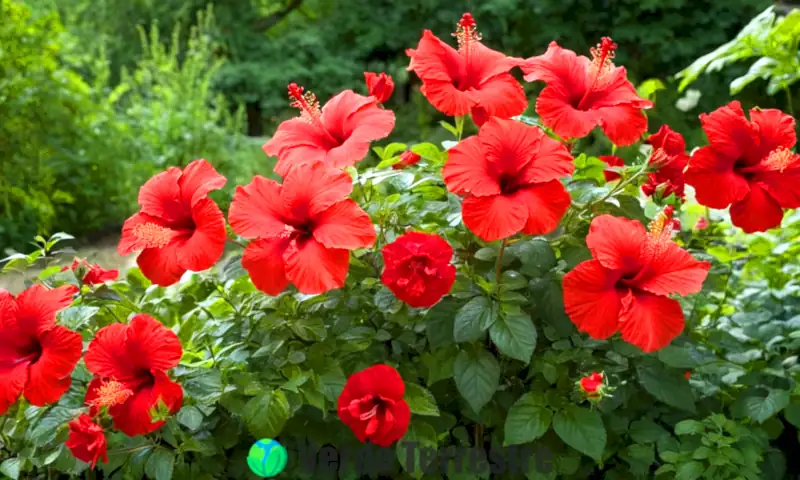 Diecisiete plantas con flores rojas en un jardín exuberante