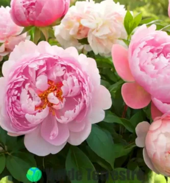 Ramo artístico de diez flores rosas en un jardín verde con luz suave