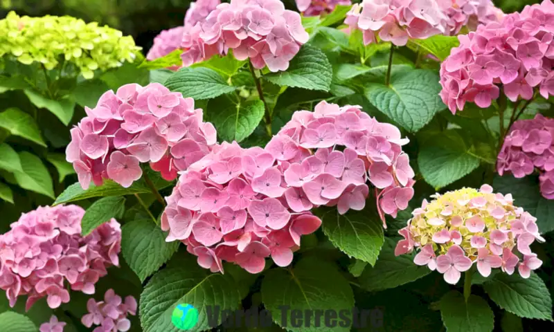 Un jardín encantador con diez variedades de hortensias rosas en plena floración rodeadas de follaje verde y un fondo difuminado