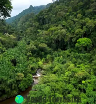 Flora tropical vibrante de Chiapas con plantas exóticas