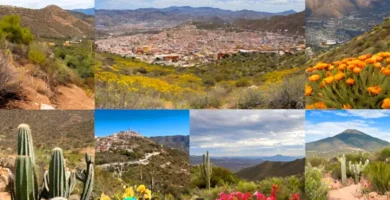 Collage vibrante de la flora y fauna de Guanajuato