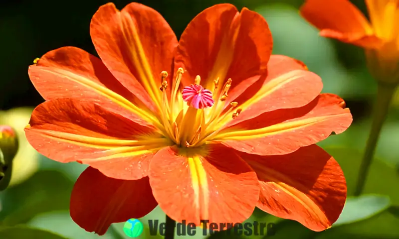 Primer plano de la flor Shenzhen Nongke con pétalos delicados, rodeada de un jardín de flores raras y coloridas iluminadas por la luz suave
