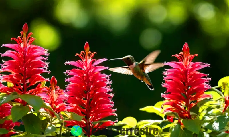 Jardín encantador con flores vibrantes y colibríes rodeados de vegetación exuberante