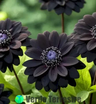 Primer plano de diez flores negras en un jardín exuberante