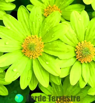 Collage vibrante de 15 flores verdes en plena floración en un entorno natural iluminado por la luz suave del sol