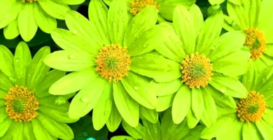 Collage vibrante de 15 flores verdes en plena floración en un entorno natural iluminado por la luz suave del sol