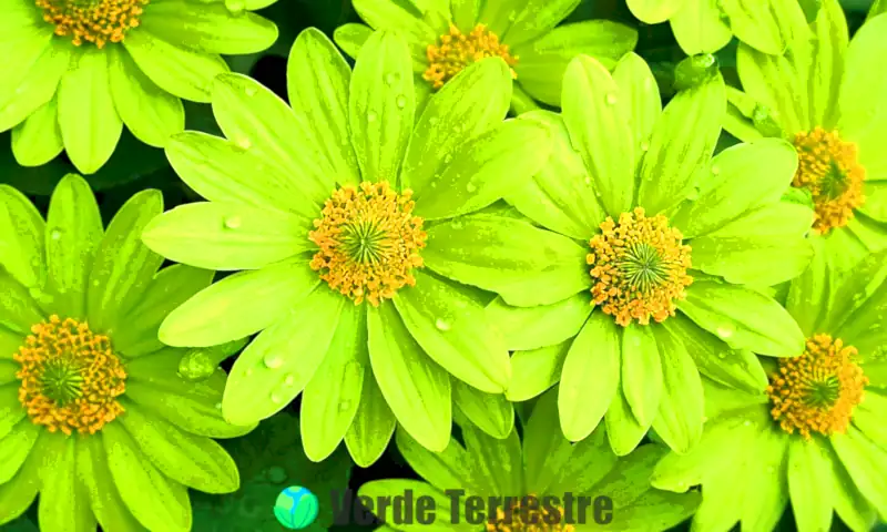 Collage vibrante de 15 flores verdes en plena floración en un entorno natural iluminado por la luz suave del sol