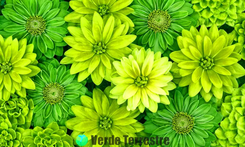 Ilustración realista de 15 flores verdes distintas con texturas únicas, en un entorno natural iluminado por luz suave