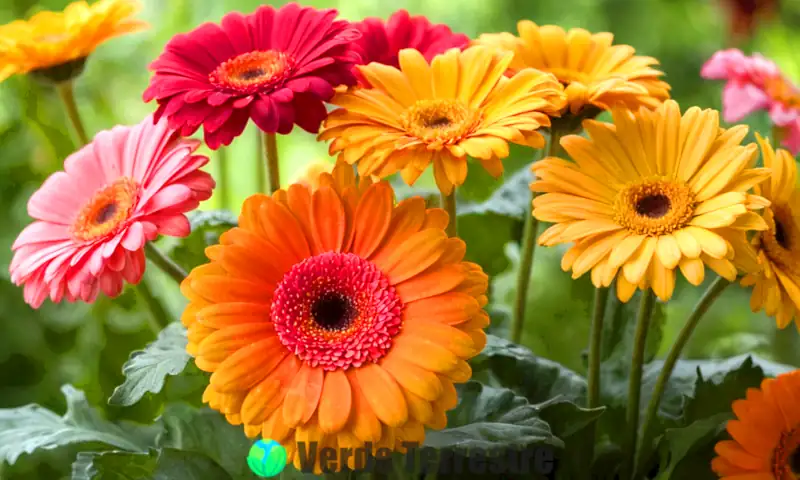 Planta de gerbera en flor con pétalos coloridos en un jardín iluminado