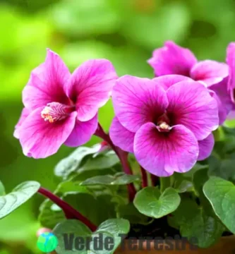 Close-up de una gloxinia en tonos púrpura y rosa