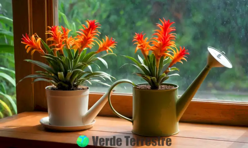 Planta guzmania colorida con flores vibrantes en un ambiente interior acogedor, junto a una regadera y un medidor de humedad