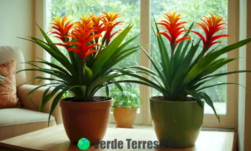 Planta de Guzmania en flor en una habitación iluminada, rodeada de follaje verde y macetas decorativas