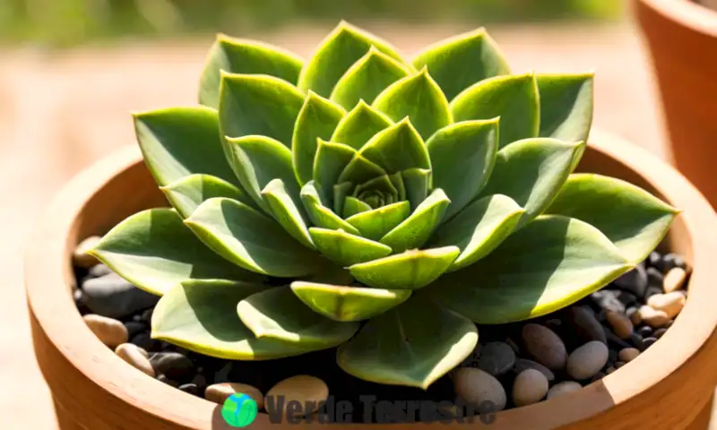 Acercamiento detallado a una suculenta Haworthia cooperi en una maceta de madera