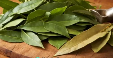 Rama de hojas de laurel frescas sobre una mesa de madera rústica