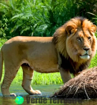 Primer plano de varios animales mostrando comportamientos instintivos en un entorno natural vibrante