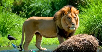 Primer plano de varios animales mostrando comportamientos instintivos en un entorno natural vibrante