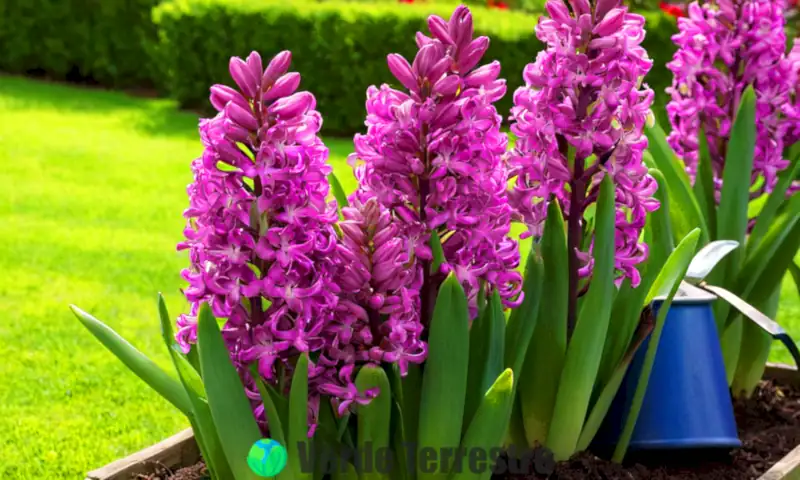 Primer plano de jacintos vibrantes en un jardín, con colores púrpura, rosa y azul, rodeados de follaje verde y herramientas de jardinería