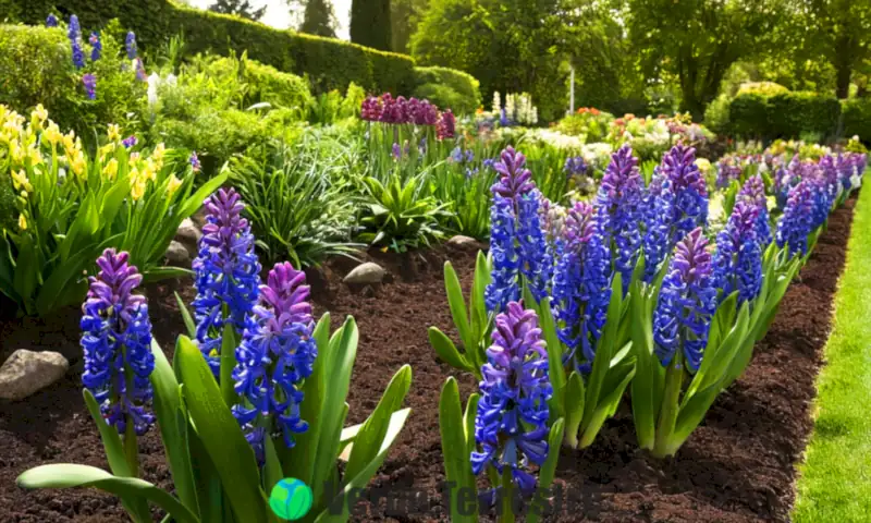 Cubierta informativa con jacintos morados y azules en un jardín soleado, rodeados de herramientas de jardinería