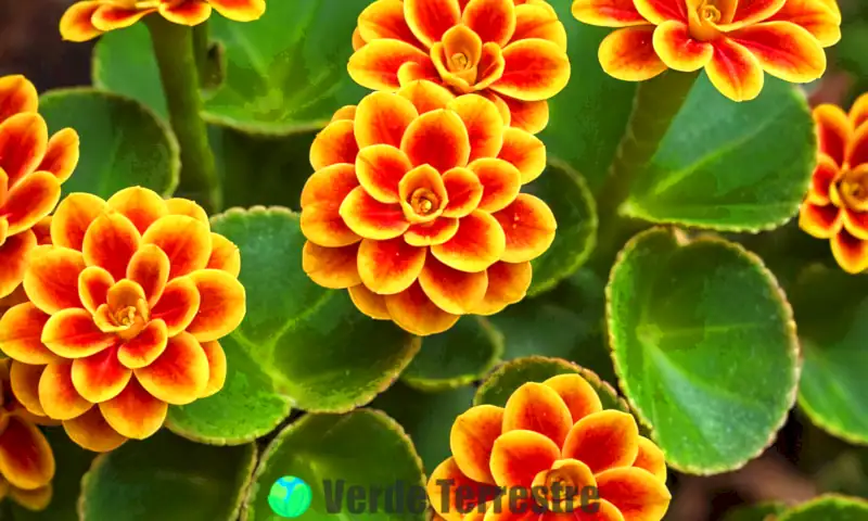 Variedades de plantas Kalanchoe en flor, con hojas y flores coloridas en un jardín iluminado por la luz suave del sol