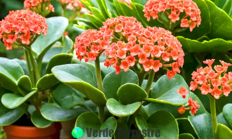 Composición artística de diversas especies de Kalanchoe en un jardín, con flores y hojas vibrantes y un estilo de ilustración botánica