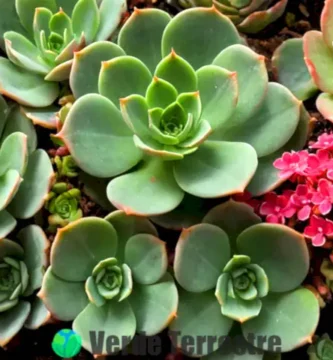 Guía artística de plantas Kalanchoe en un jardín botánico vibrante