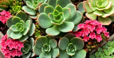 Guía artística de plantas Kalanchoe en un jardín botánico vibrante