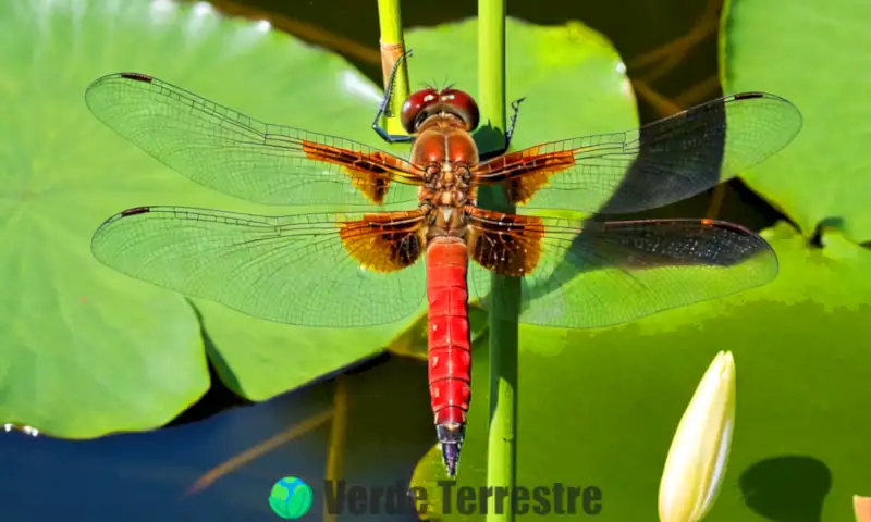 Libélula con alas intrincadas y colores vibrantes sobre un tranquilo estanque con nenúfares y cañas