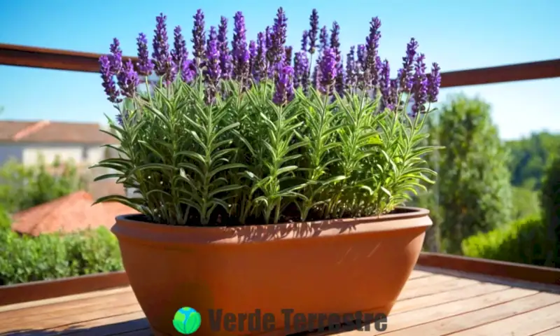 Planta de lavanda elegante en una maceta decorativa